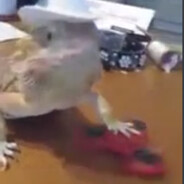 klaidi - steam id 76561199018005051