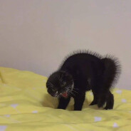 Scary Cat