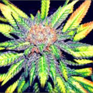 PurpleKush69