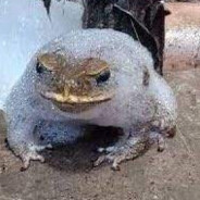 sapo ensaboado
