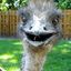The Happy Ostrich