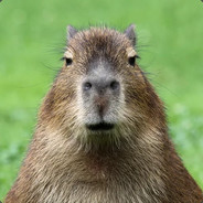 Capybara