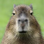 SirCapybara