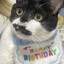 SUPER MEOW MEOW 42