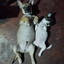 boss dogs (chinese lover)