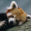 Depressed panda