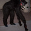 CACHORRO DIABO