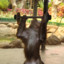 Stronk Monke