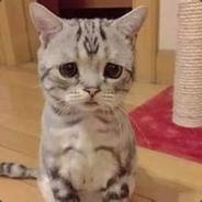 不爱说话