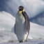 Emperor Penguin