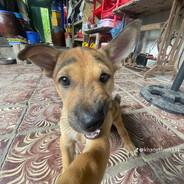 Satil Andes CSGOSKINS