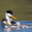 Eared Grebe