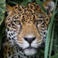 Jaguar_Amassa_PcL2