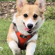 巴基斯坦侦查手