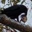 Crow with Possum