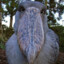 Bill the Shoebill