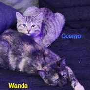 papabär