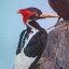 Ivory-Billed Woodpecker