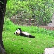 LOL第一寒冰 刀狗速下跪