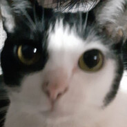 terssi