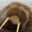 walruzs
