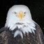 SixerEagle