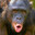 RoboBonobo avatar