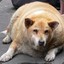 gekke hond