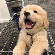 McDonald's rat strips