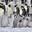 exactly forty-two penguins