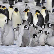 exactly forty-two penguins