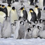 exactly forty-two penguins