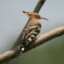 Hoopoe