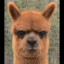 Mad Llama