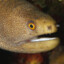 seesgdsrghdr