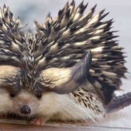 打架少个人，舔包多双手