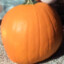 Perfectly Normal Pumpkin