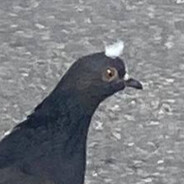 skabito avatar