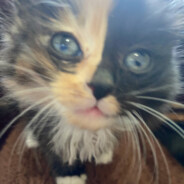 偽物物想要吃屁癌