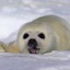 Babyseal