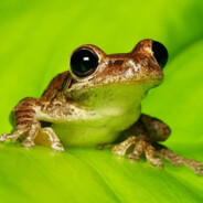 ɓoɹℲ ǝɥʇ pǝɹℲ