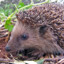 Ubuntu 5.04 (Hoary Hedgehog)