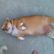 fat dog