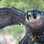 Falcon Eagle
