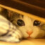 小翔hi