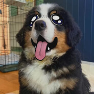 why's this dog so soggy