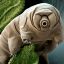 Tardigrada