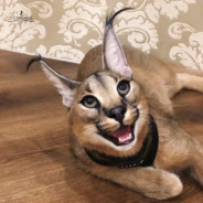 Шлёпа под сваем