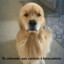 Golden carecakkkkkkkkkkkkkk
