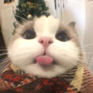 她说我的爱是垃圾